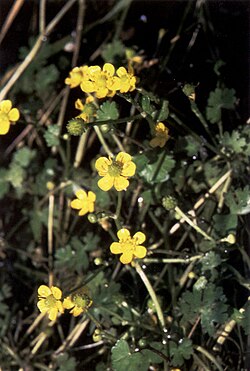 Ranunculus gmelinii