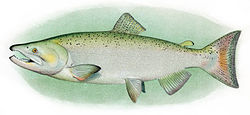Oncorhynchus tshawytscha