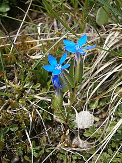 Naduti srčanik, Gentiana utriculosa