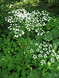 Heracleum sphondylium var. nipponicum