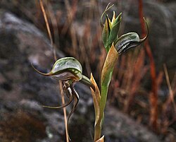 Pterostylis basaltica