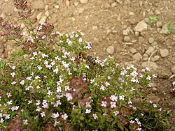 T. vulgaris, prava majčina dušica