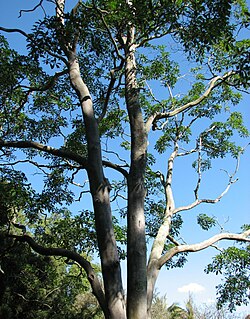 domaći australski mirisavac