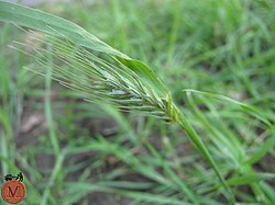 Dasypyrum villosum, vlasnata hajnaldija