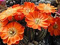 Rebutia pygmaea