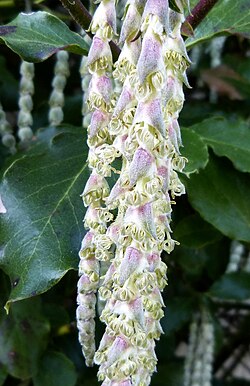 Rese ili mace vrste Garrya Elliptica