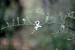A. paniculata