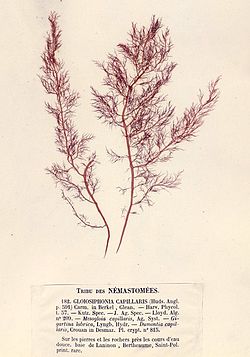 Gloiosiphonia capillaris