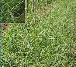 Rottboellia cochinchinensis