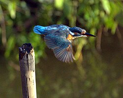Vodomar (Alcedo atthis)