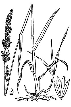 Arctagrostis latifolia