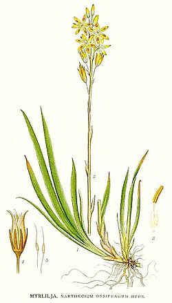 Narthecium ossifragum