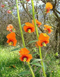 Alonsoa meridionalis