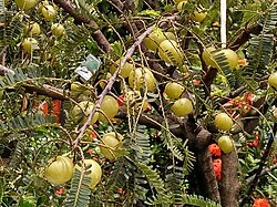 indijski ogrozd ili amla