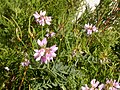 Securigera varia (Coronilla varia)