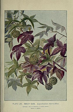 Liquidambar styraciflua