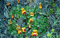 Calceolaria uniflora