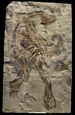 Replika fosila C. dongi