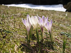 Šafran (Crocus vernus albiflorus)