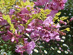 Robinia hispida