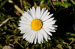 Bellis perennis