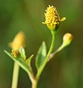 Acmella uliginosa