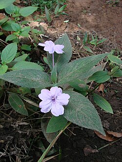 Ruellia jussieuoides