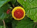 Acmella oleracea
