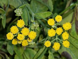 Tanacetum balsamita