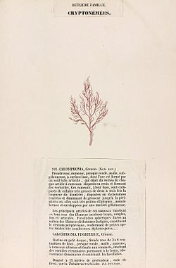 Calosiphonia vermicularis