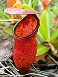 Nepenthes pervillei