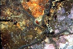 Dlakava zmijača (Ophiothrix fragilis)