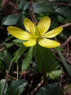 Eranthis hyemalis