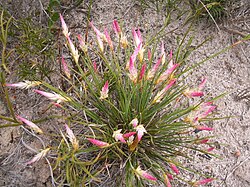 Johnsonia pubescens
