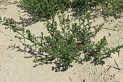 Salsola kali