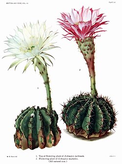 Echinopsis oxygona (Echinopsis eyriesii)