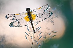 Pogreška pri izradbi sličice: Sympetrum flaveolum in Pushcha-Vodytsia Park, Kyiv, Ukraine Photo by Predložak:U