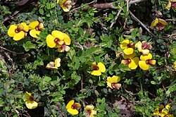 Bossiaea decumbens