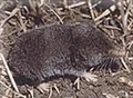 Blarina hylophaga