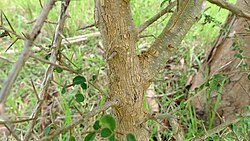 Maclura cochinchinensis