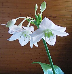 Urceolina amazonica (sin. Eucharis amazonica)