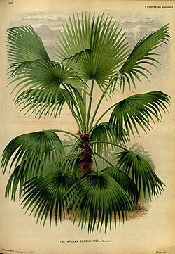 Trithrinax brasiliensis, ilustracija