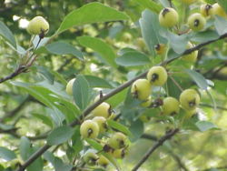 Malus micromalus