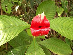 Palicourea elata (sin. Psychotria elata)
