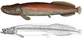 Arapaima agassizii