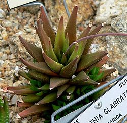 Haworthiopsis attenuata var. glabrata