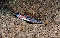 Glavočić veleljuskaš