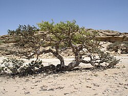 Arapski tamjanovac, Oman