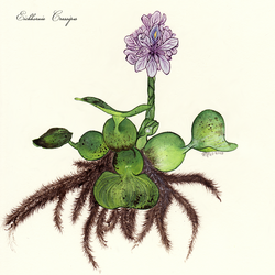 Eichhornia Crassipes