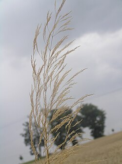 Jednogodišnja rosulja